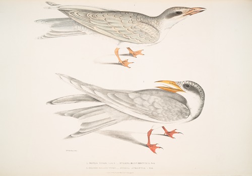 1. Waved Tern, Sterna brevirostris; 2. Orange Billed Tern, Sterna aurantia.