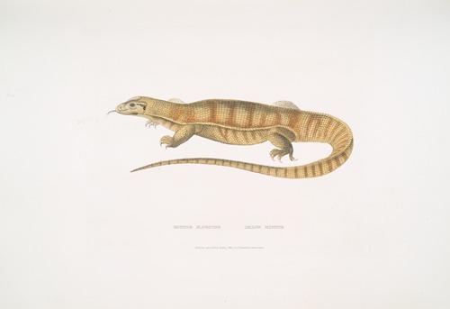 1. Yellow Monitor, Monitor flavescens.