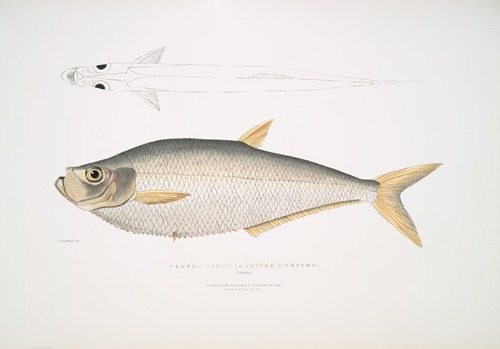 Allied Herring, Clupea affinis. Penang.