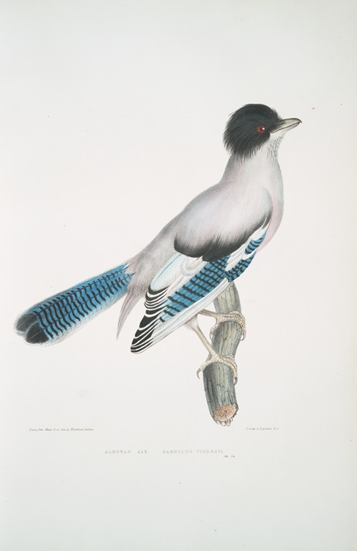 Almorah Jay, Garrulus Vigorsii.