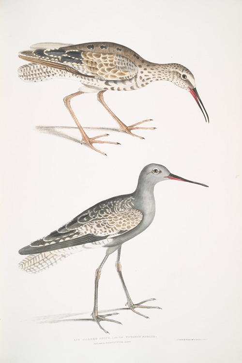 Ash Headed Snipe, Totanus fuscus.