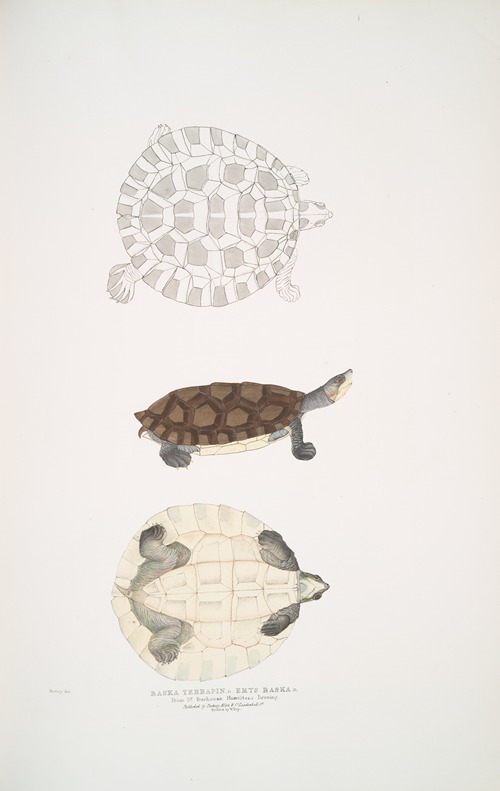 Baska Terrapin, Emys Baska.