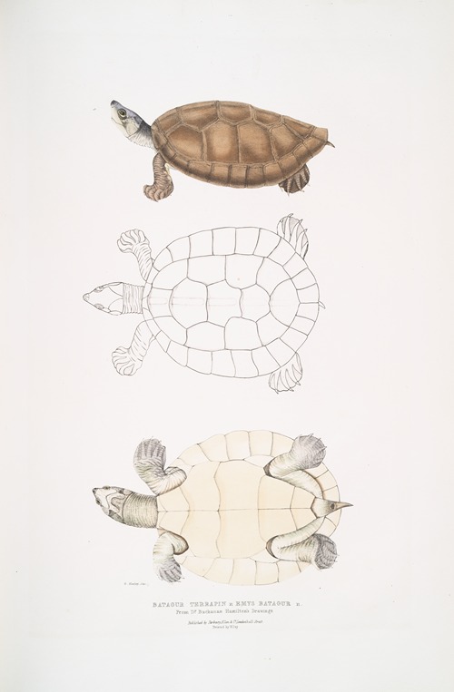Batagur Terrapin, Emys Batagur.