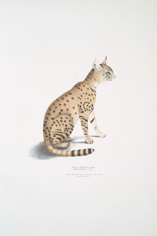 Beautiful Cat, Felis ornata.