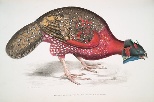 Bengal Horned Pheasant, Satyra Lathami.