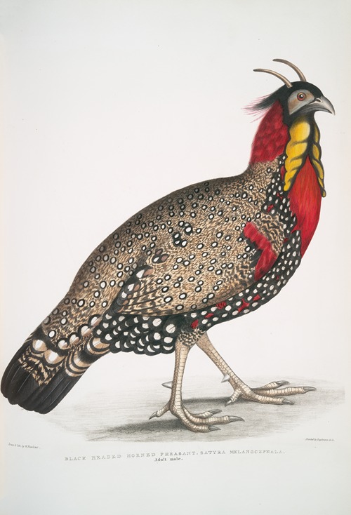 Black head Horned Pheasant, Satyra melanocephala. Adult male.