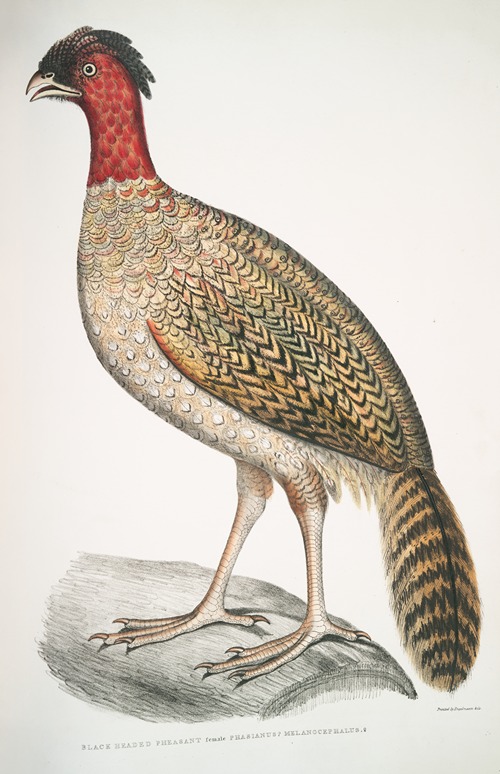 Black headed Pheasant, Phasianus melanocephalus. Female.