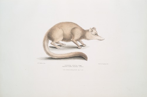 Brown long nosed Civet, Viverra fusca.