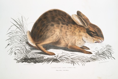 Chinese Hare, Lepus Sinensis.