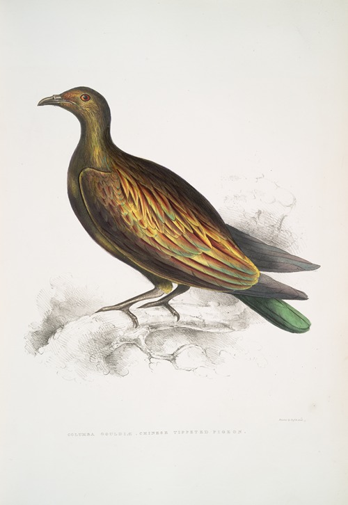 Chinese Tippeted Pigeon, Columba Gouldioe.