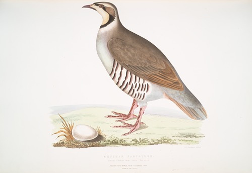 Chuckar Partridge, Perdix chukar. India. Natural size.