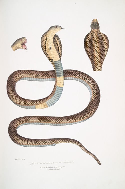 Cobra Capella,, var. , Naia tripudians, var.