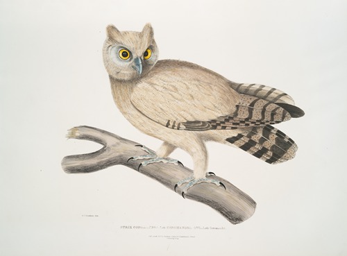 Coromandel Owl, Strix Coromandra.