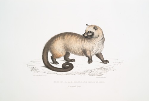 Cross’s Paradoxurus, Paradoxurus Crossii