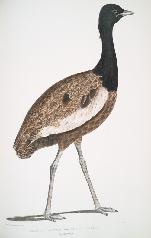 Delicious Bustard, Otis deliciosa. Male.