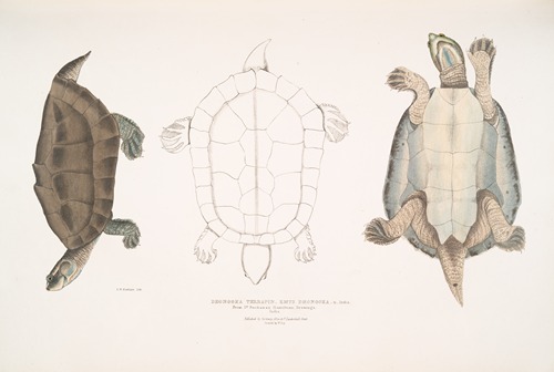 Dhongoka Terrapin, Emys Dhongoka.