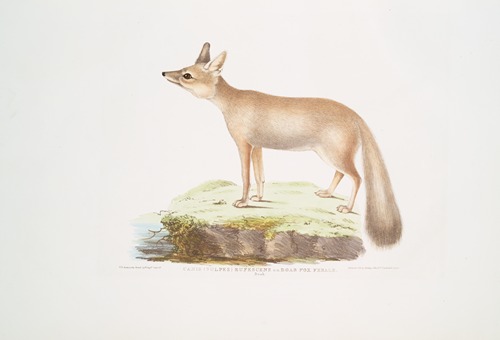 Doab Fox, Canis (Vulpes) rufescens. Female.