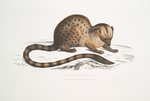 Dr. Hamilton’s Paradoxurus, Paradoxurus Hamiltonii