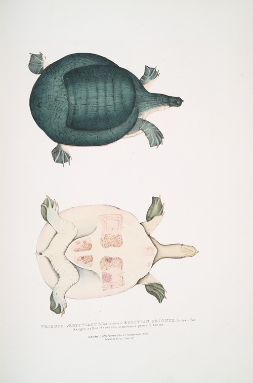 Egyptian Trionyx, Tryonix Ægyptiacus, var. Indica. Ganges, called Sewteree, sometimes grows to 240 lbs.