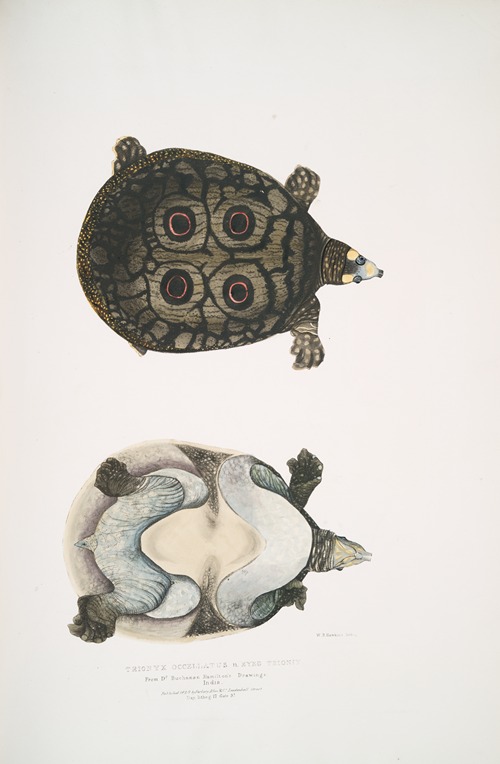 Eyed Trionyx, Tryonix ocellatus.