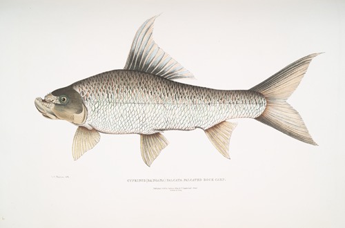 Falcated Rock Carp, Cyprinus (Bangana) falcata.