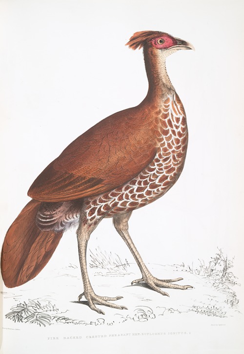Fire Backed Crested Pheasant Hen, Euplocomus ignitus.