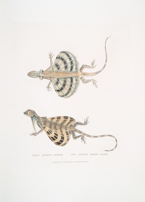 Five Banded Dragon Lizard, Draco quinque-fasciata.