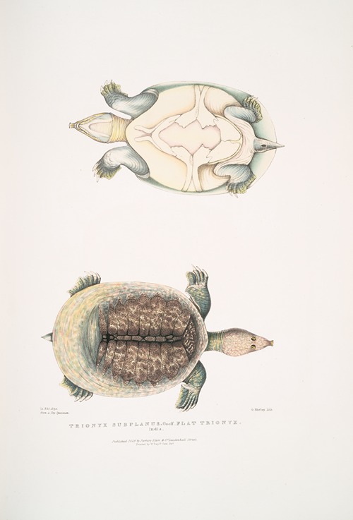 Flat Trionyx, Tryonix subplanus.