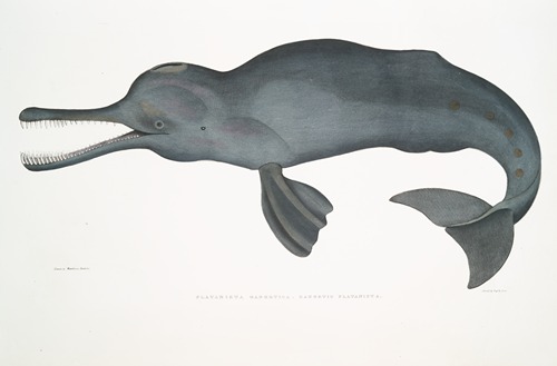 Gangetic Platanista, Platanista Gangetica.
