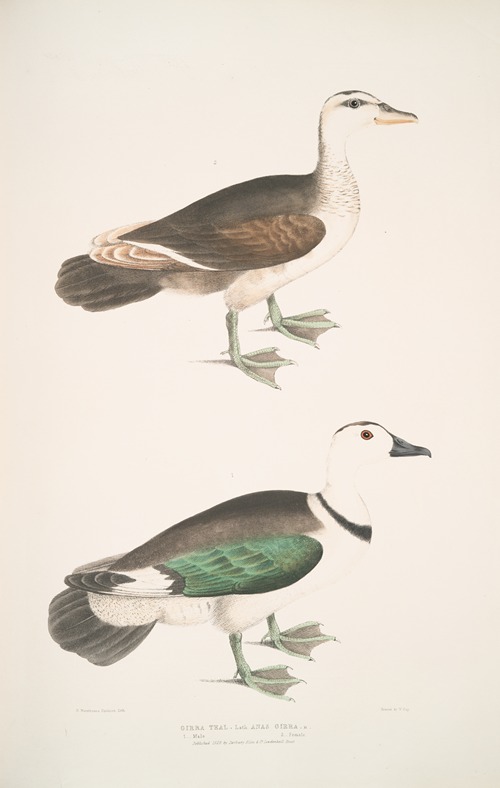 Girra Teal, Anas girra. Male and Female.