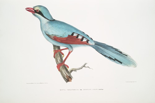 Hunting Crow, Kitta venatorius.