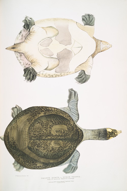 Hurum Trionyx, Trionyx Hurum.