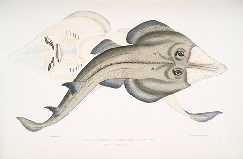 Indian [Armed] Rhinobatus, Rhinobatus armatus.