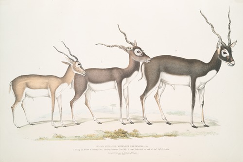 Indian Antelope, Antilope cervicapra. 1. Young in month of January 1822; 2. … same Individual in end of Oct. 1823; 3. Adult.