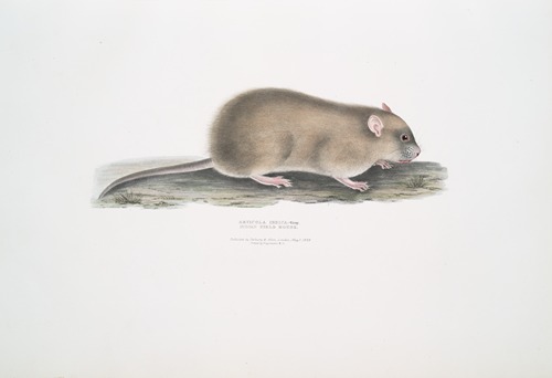 Indian Field Mouse, Arvicola Indica.