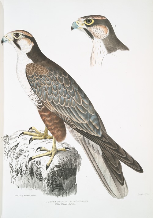 Jugger Falcon, Falco Jugger. 1. Male, 2. Female. Natural Size.