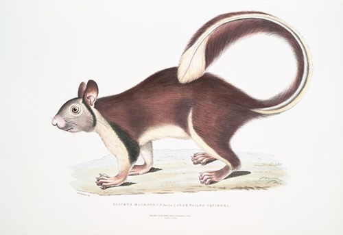 Large tailed Squirrel, Sciurus macrourus.