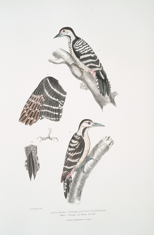Lesser spotted Woodpecker, Picus Macei. 1. Male, 2. Female, 2a. Wing, 2b. Tail.