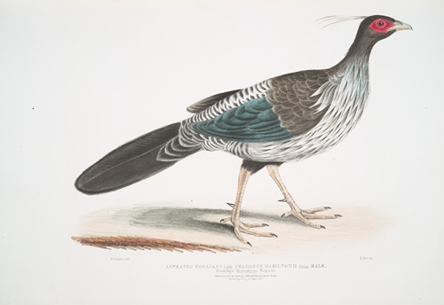 Lineated [Nepaul] Pheasant, Phasianus Hamiltonii.