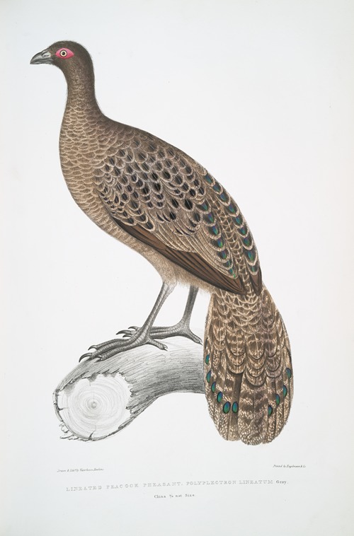 Lineated Peacock Pheasant, Polyplectron lineatum.