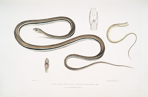 Lined Tailed Tree Snake, Ahætula caudolineata.
