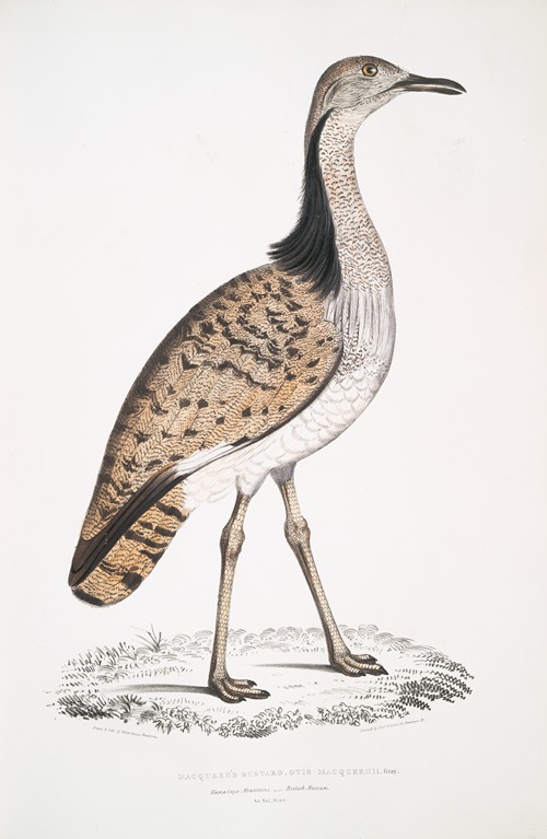 Macqueen’s Bustard, Otis Macqueenii. Hamalaya Mountains