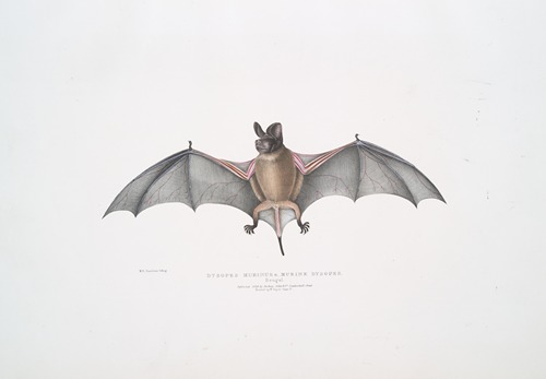 Murine Dysopes, Dysopes Murinus.