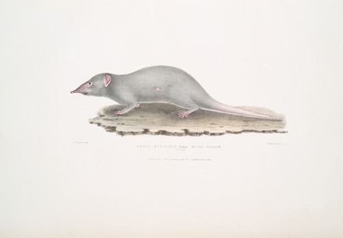 Musk Shrew, Sorex myosurus.