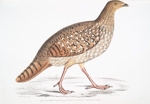 Nepaul Horned Pheasant, Satyra Nepaulensis. Female.