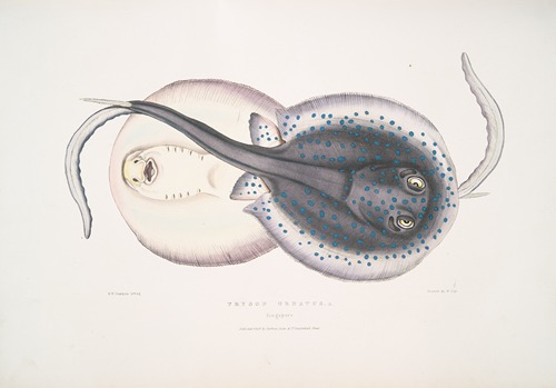 Ornamented Trygon, Trygon ornatus. Singapore.