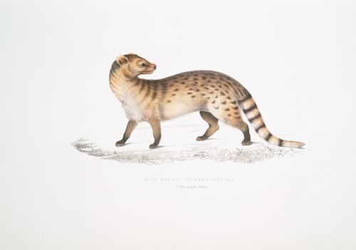 Pale Genet, Viverra pallida
