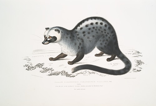 Pallas’s Paradoxurus, Paradoxurus Pallasii. India.
