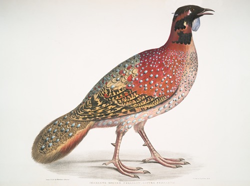 Pennant’s Horned Pheasant, Satyra Pennatii.