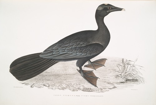 Pigmy Cormorant, Carbo Pygmens [Pygmoeus].